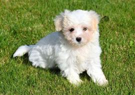 Maltezer pups te koop