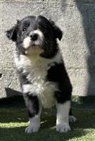 Border collie pups 