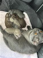 Britse korthaar kittens 