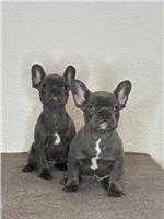 Blauw Franse bulldog pups 
