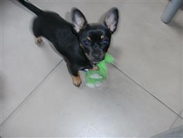hondje