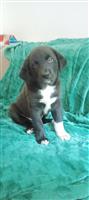 Australische herder mix 