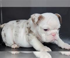Engelse Bulldog pups