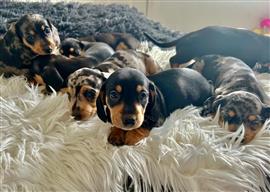 Teckelpups klaar