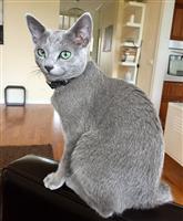 Russisch Blauw Kitten