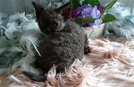 Superspeelse Selkirk Rex kittens 