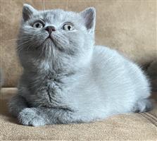 Brits Korthaar kittens