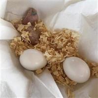 Koop eieren van verschillende soorten papegaaien 