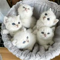 Ragdoll-kittens ter adoptie