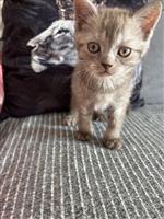 Kitten Brits Korthaar 