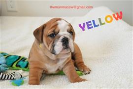 Gezonde Engelse bulldog pups