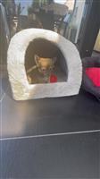 knappe jongeman 9weken oud