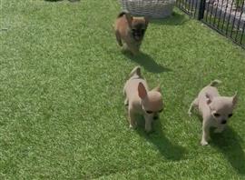 mooi nestje van kleine chihuahuakes