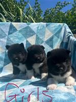 BBC Prachtige Akita pups te koop