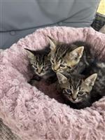 Maine coon x kittens klaar om te gaan