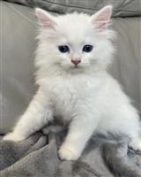 AAC Siberische kittens klaar