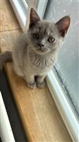 Britse korthaar kittens 