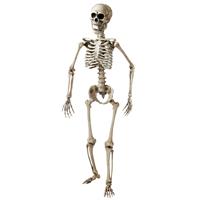 Halloween Skelet Wit 1,6m