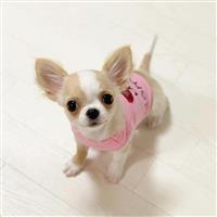 Chihuahua pups ter herplaatsing