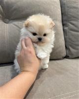 Schattige Pomeranian Puppies