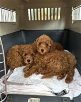 DwergPoedel puppies