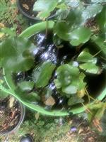 waterlelie en vijvermand