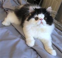 Prachtige kitten zoekt nieuw thuis