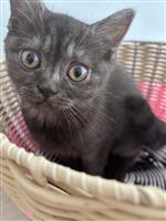Kattin Britse korthaar 