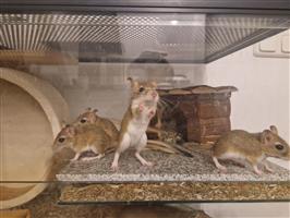 Jonge gerbils