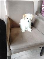 Lief klein mini hondje