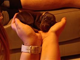 Pups te koop 