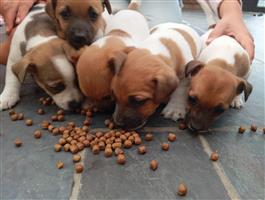 Pups Jack Russell