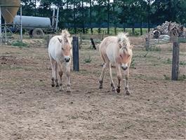 2 stamboek klasse A fjord merrieveulens