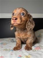 ?? Vriendelijke teckelpups te koop