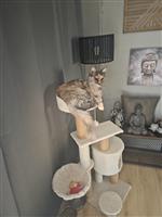 Maine coon op zoek naar nieuwe thuis