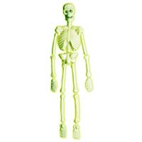 Halloween Skelet Laboratorium 90cm