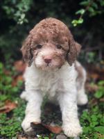 italiaanse waterhond puppys te koop 