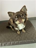 Langharige Chihuahua zoekt gouden mandje