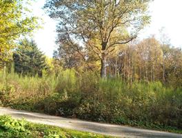 TK PrachtigWoudperceel 1 uur v.Brussel