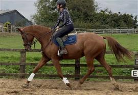 Dee - Geregistreerde Hannoveraanse showstopper