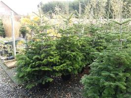 kersbomen   in  pot    van  80 cm  tot 2m.  