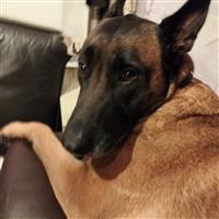 Mechelaar te koop wegens verhuis 