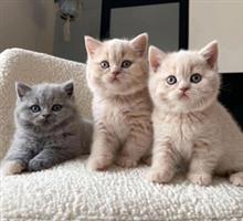 Britse korthaar dekkater, GCCF-kampioen