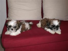 Twee Shih Tzu puppies pups 