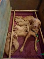 Mooie Vizsla pups 