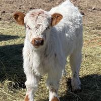 Mini Highland-koeien te koop.