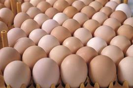 Broedeieren mesthaantjes