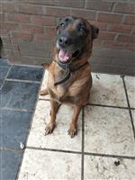 Mechelse herder 6 jaar 