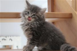 Maine Coon kittens te koop 