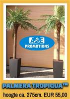 palm decoratie verhuur beachfeest aankleding etc.